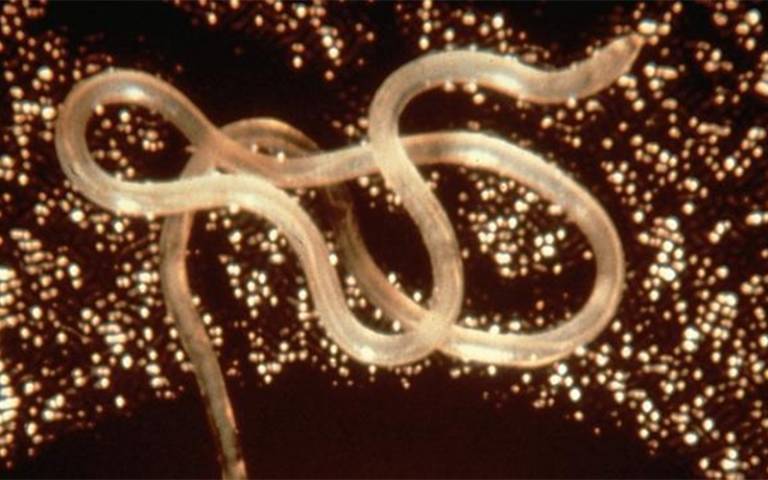 Helminths parasitic worms - apois.ro Helminths parasitic worms