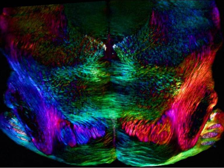 Spatially oriented neurons (mouse brain)