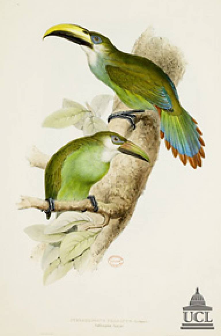 From ‘Gould’s Himalayan Birds’, John Gould, 1831