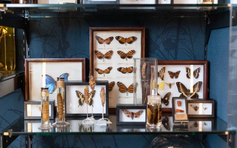 Grant Museum butterflies