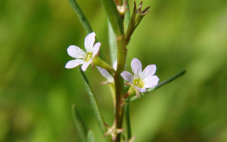 Grass-Poly is a very rare plant listed in Schedule 8 of the British Wildlife and Countryside Act 