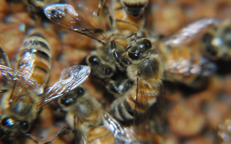Allogrooming honeybees