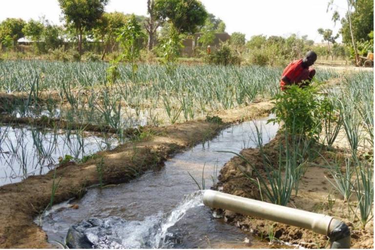 an image of Groundwater-fed irrigation of a high-value onion crop in the Maradi Region of Niger (Boukari Issoufou).