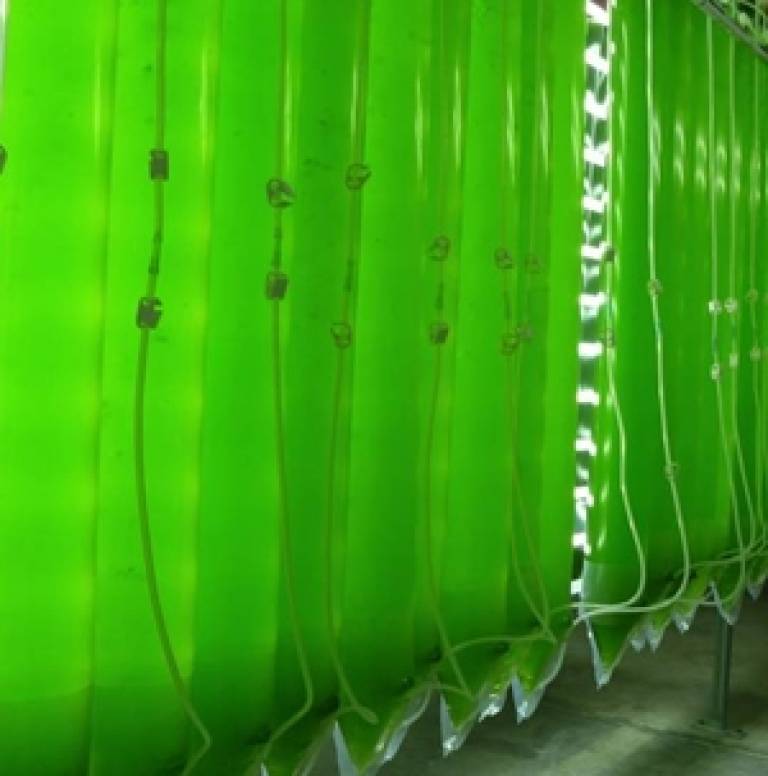 Microalgae 'hanging bags'