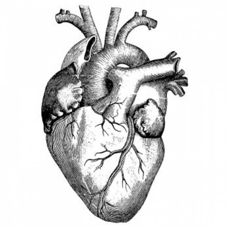 Engraving of human heart