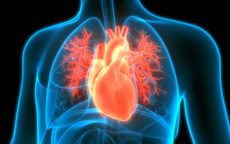 stock picture of the heart and circulatory system