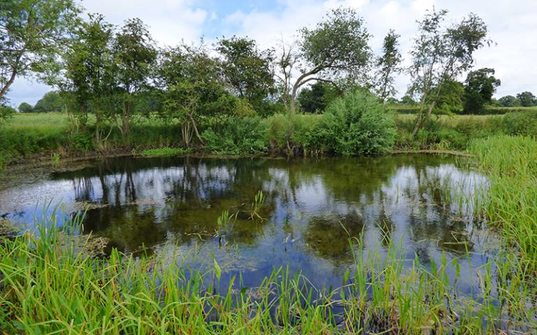 Restored pond