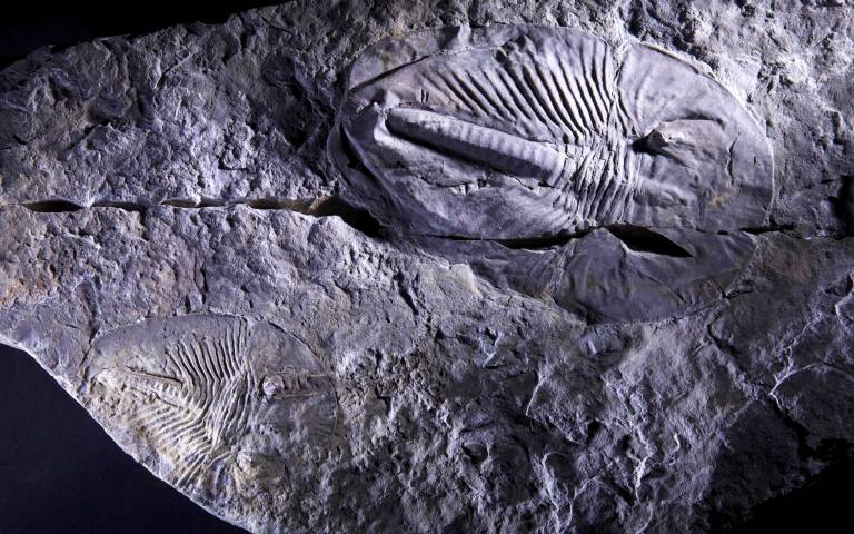Fossilised arthropods Phytophilaspis from the Cambrian Period