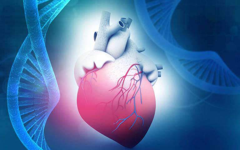 an illustration representing the heart and genetics