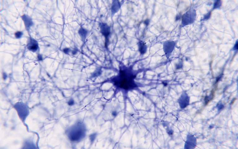 Protoplasmic astrocytes play an active role in neuronal communication through synapses and regulation of neural circuit function.