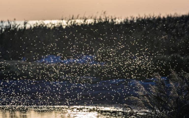 Male mosquitoes beat their wings faster when swarming at sunset