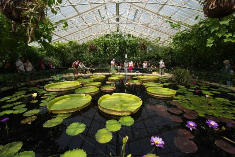 Kew Gardens Waterlilies House