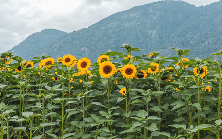 Sunflowers against a mountain backdrop