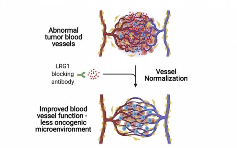 Abnormal tumour vessel function restricts the delivery of therapeutics