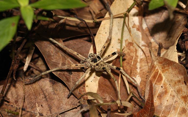 Malaysian spider