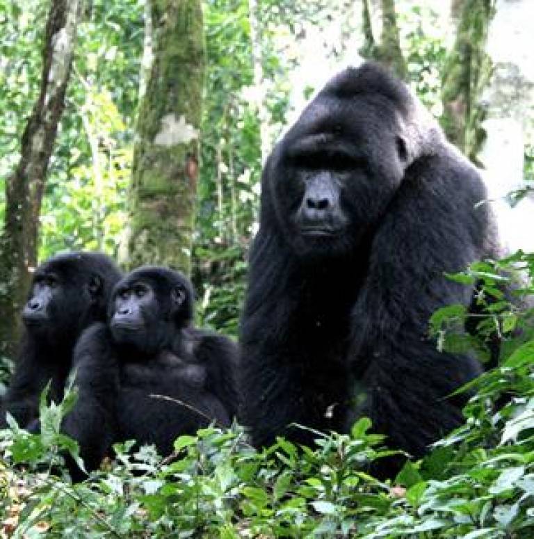 Male and female gorillas