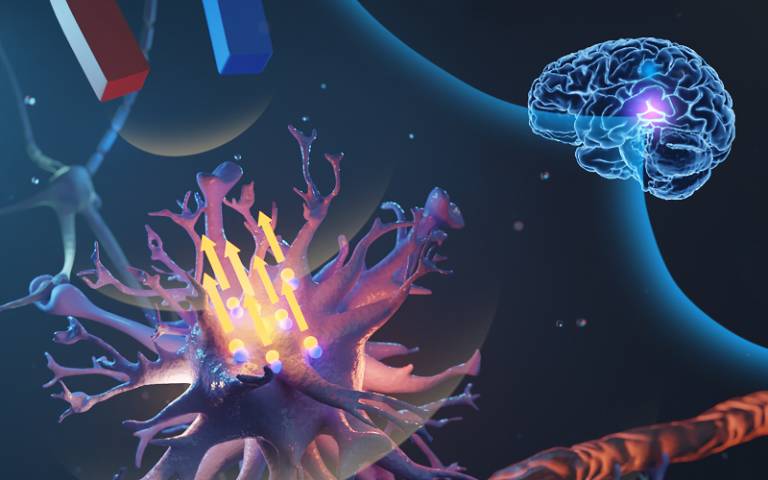 Touch sensitive brain cells controlled by micromagnets | UCL News - UCL –  University College London