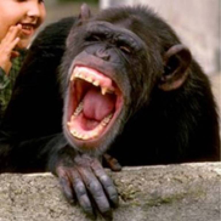 monkey laughing