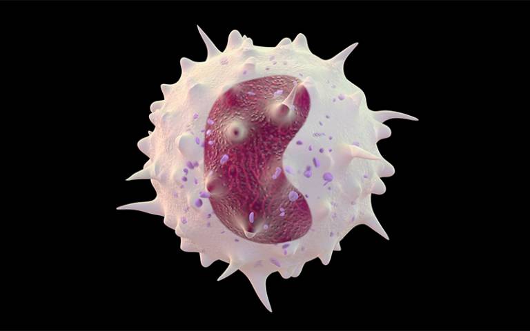 Monocyte white blood cell