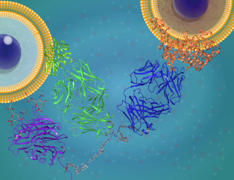 A checkpoint inhibitory T cell engager, comprised of (left to right) a sialidase enzyme (purple), an immune cell binding antibody fragment (green) and a cancer cell binding antibody fragment (blue), binding to an immune cell (left) and a cancer cell.