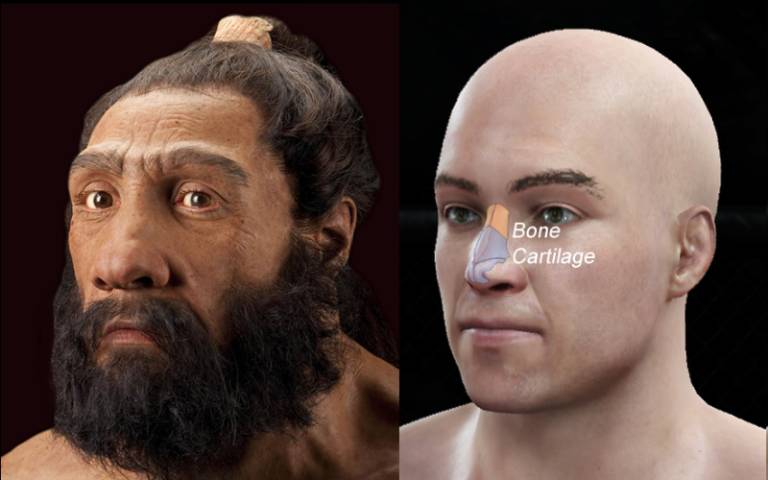 The head of a Neanderthal next to a modern human, highlighting the difference in nose shape.