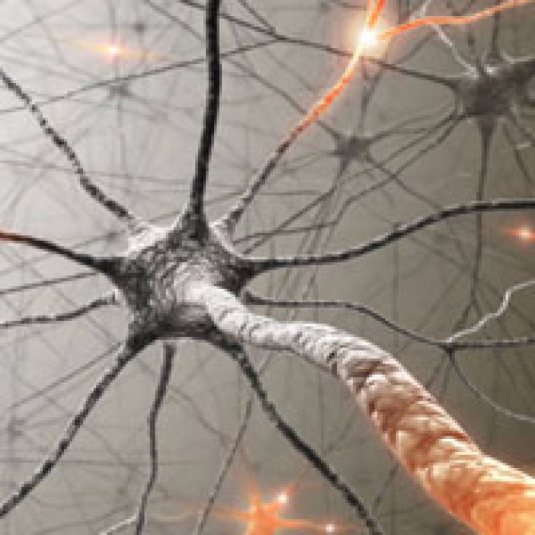 Neurons inside the brain