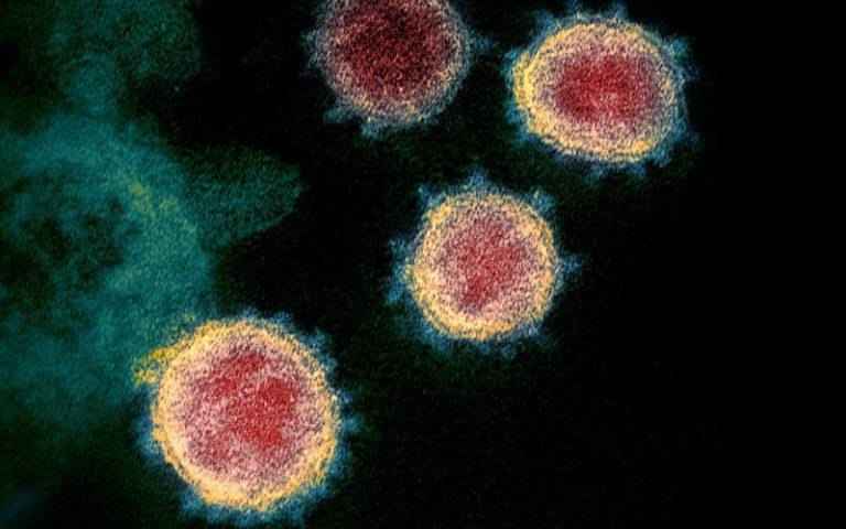 A microscopic vies of four coronaviruses.