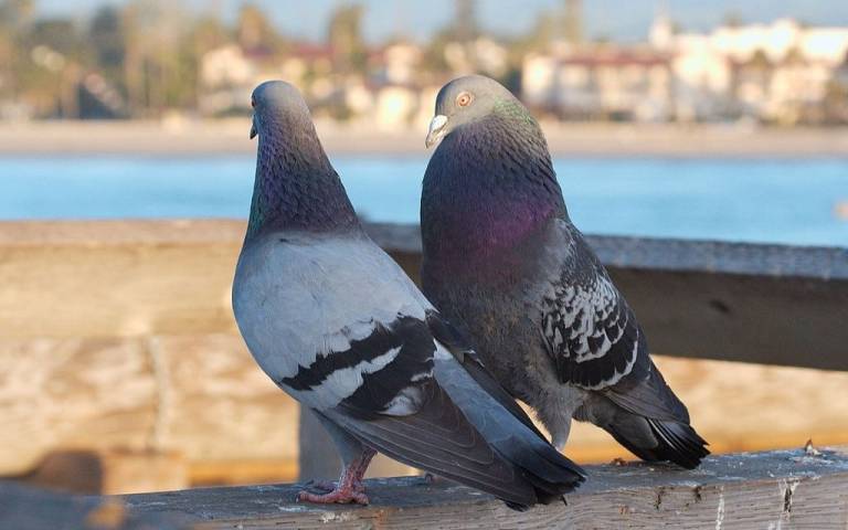 Pigeons courting