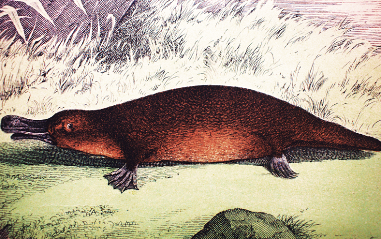 Platelets may have first been formed in an animal related to the duck-billed platypus 