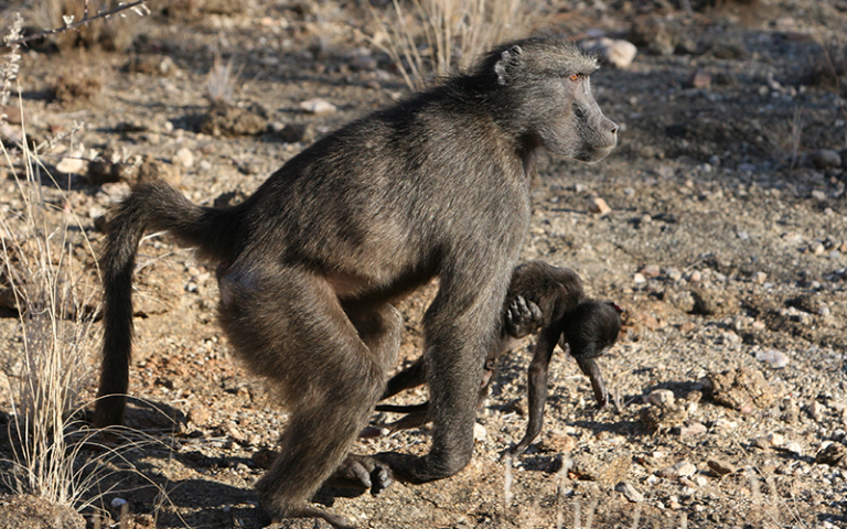 an image of a baboon carrying the corpse of its infant 