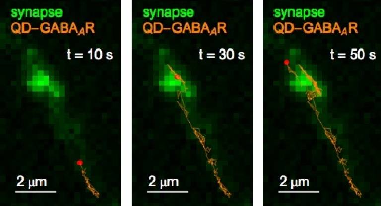 The panels show diffusion of a GABA-A receptor that has been tagged with a quantum dot. The receptor moves into and then out of an inhibitory synapse (green). Its trajectory is plotted in orange and is shown at the times indicated.