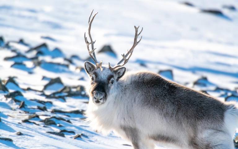 reindeer in Svalbard