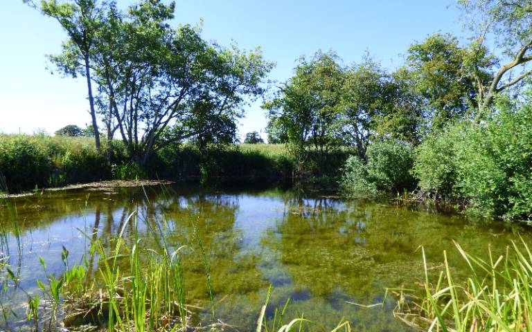 A small pond full of thriving plants