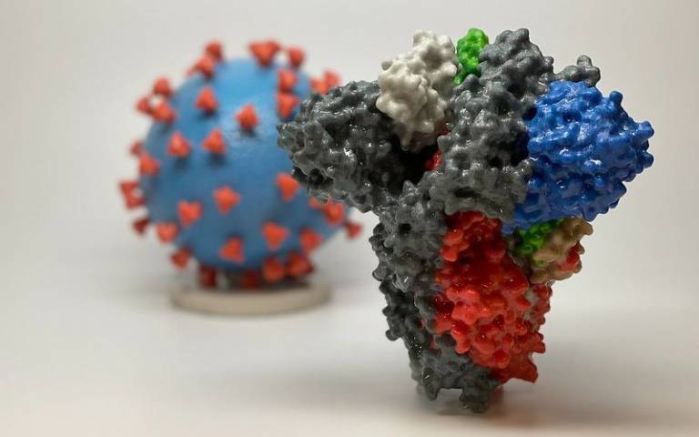  3D print of a spike protein of SARS-CoV-2: Credit NIH Image Gallery