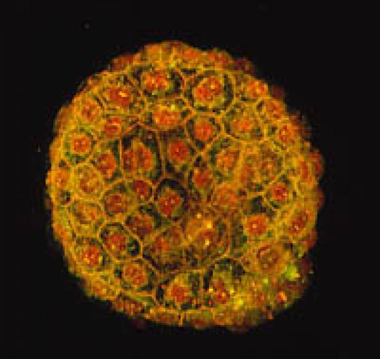 Image produced during stem cell research