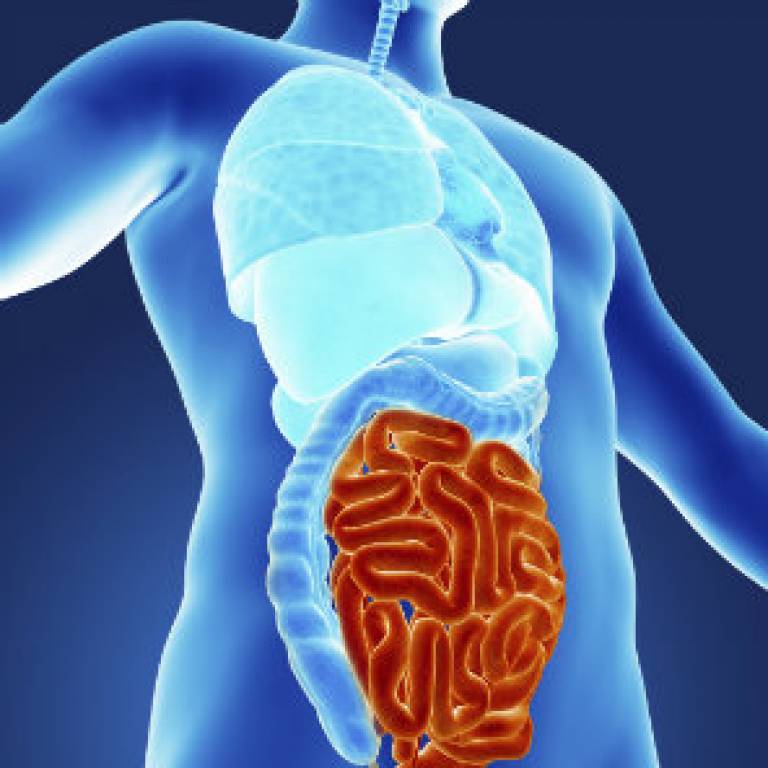 Students needed for a 60 minute study on irritable bowel syndrome