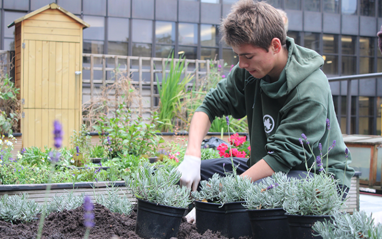 An image of a man in a green hoody and with brown hair planting some lavender 