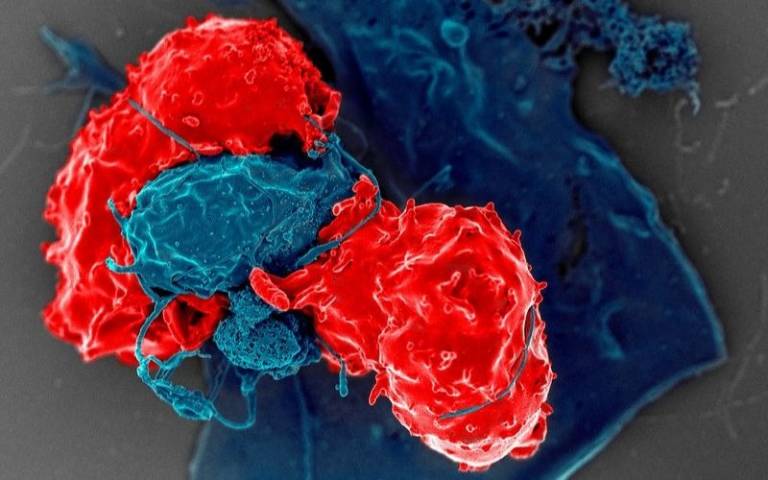 Regulatory T cells, or Tregs, usually act as brakes on our immune system