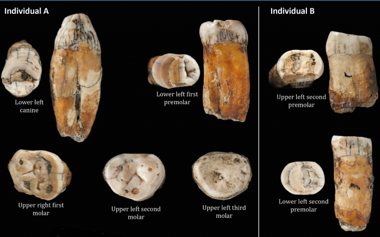 Image showing a selection of Neanderthal teeth 