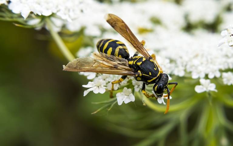 Tree wasp and flower