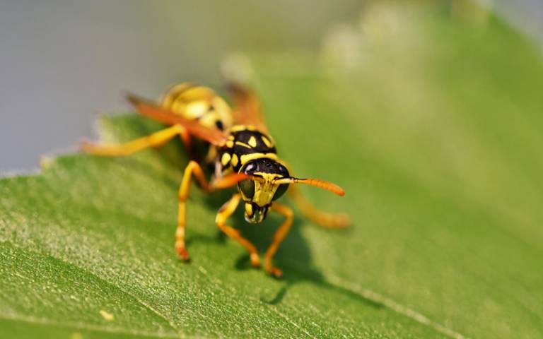 Wasp insect sting animal macro