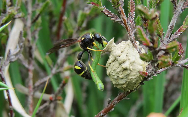 Wasp with moth larva