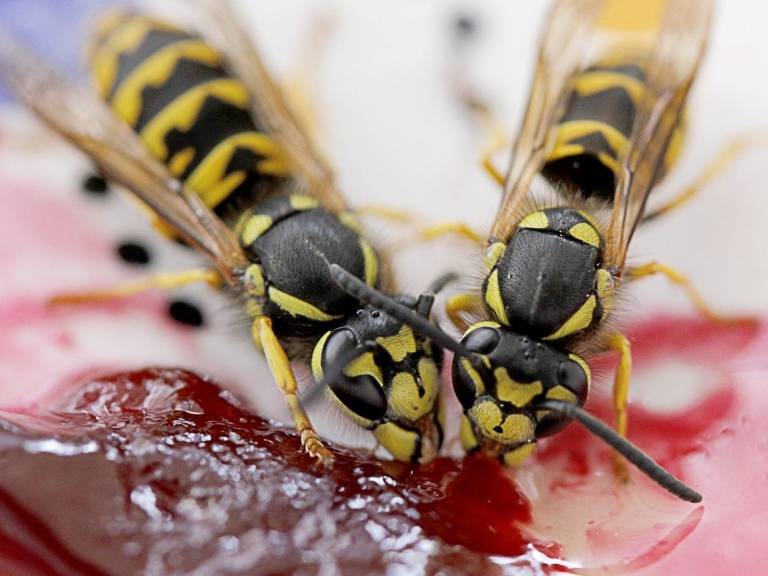 Wasps suffer a poor public image