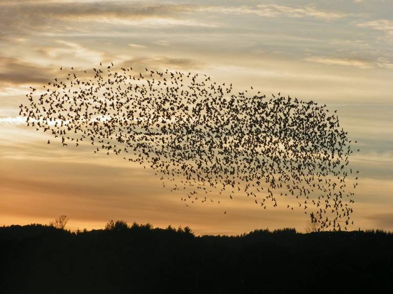 flocking birds