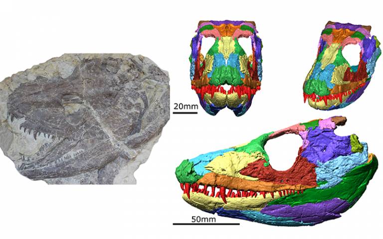 Amphibian fossil and digital recreation