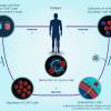 Graphic illustration of CAR T-cell therapy