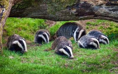 Thousands of Badgers Farmed in South Korea May Pose Disease Risk
