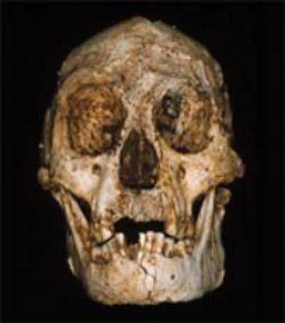Skull of Homo floresiensis (National Geographic)