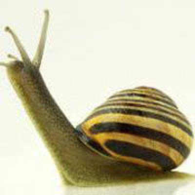 Banded snail