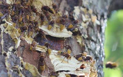 Sequenced Hornet Genomes May Reveal Invasion Secrets